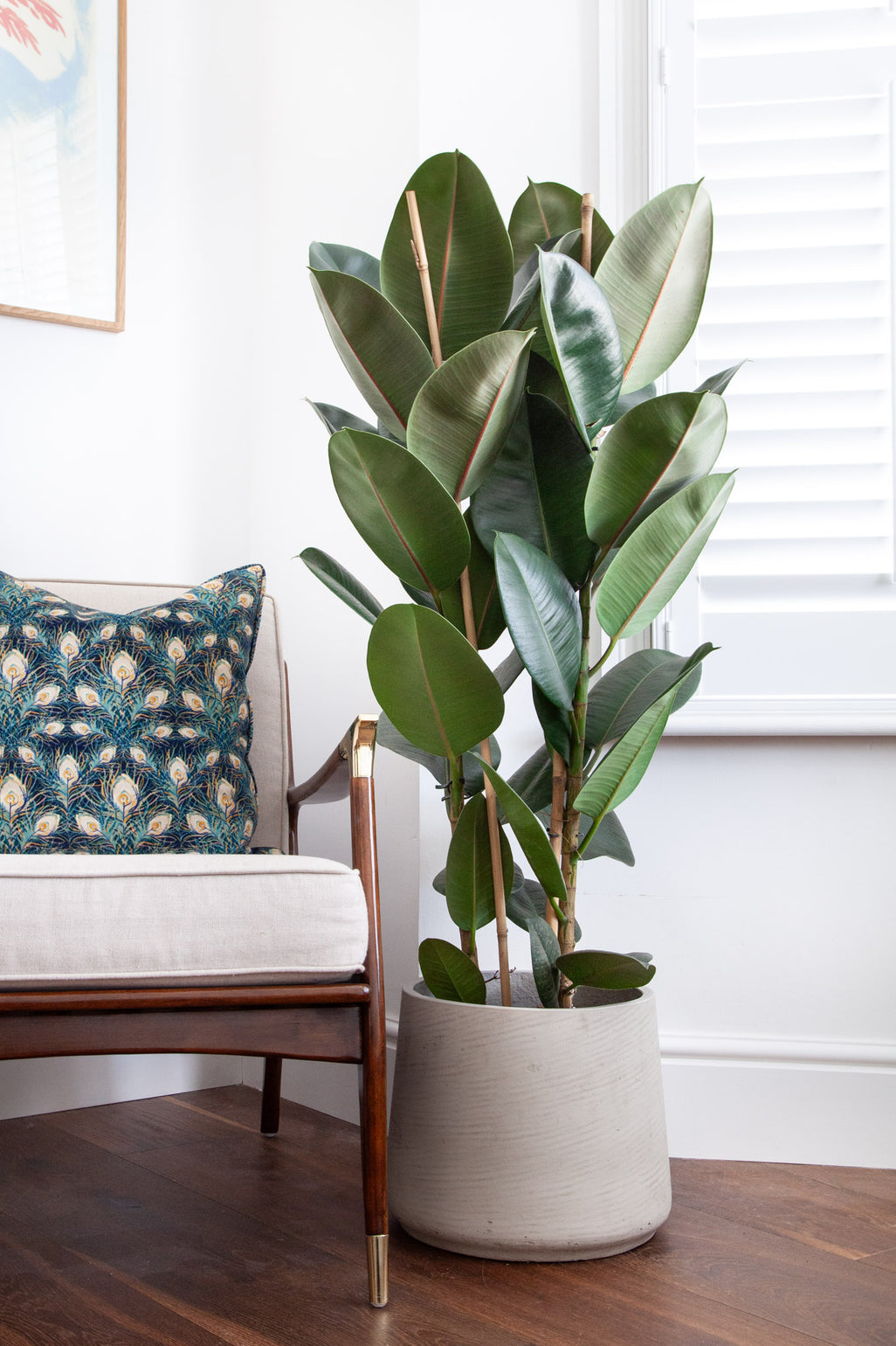 files/IndoorPlants_2-JamieShots20.11.2023-193_5bd220df-3b6c-4009-b2e2-325d7e913bc8.jpg